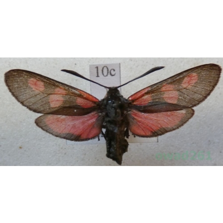 Zygaena trifolii (Esper, 1783) Kraśnik pięcioplamek Czech10c